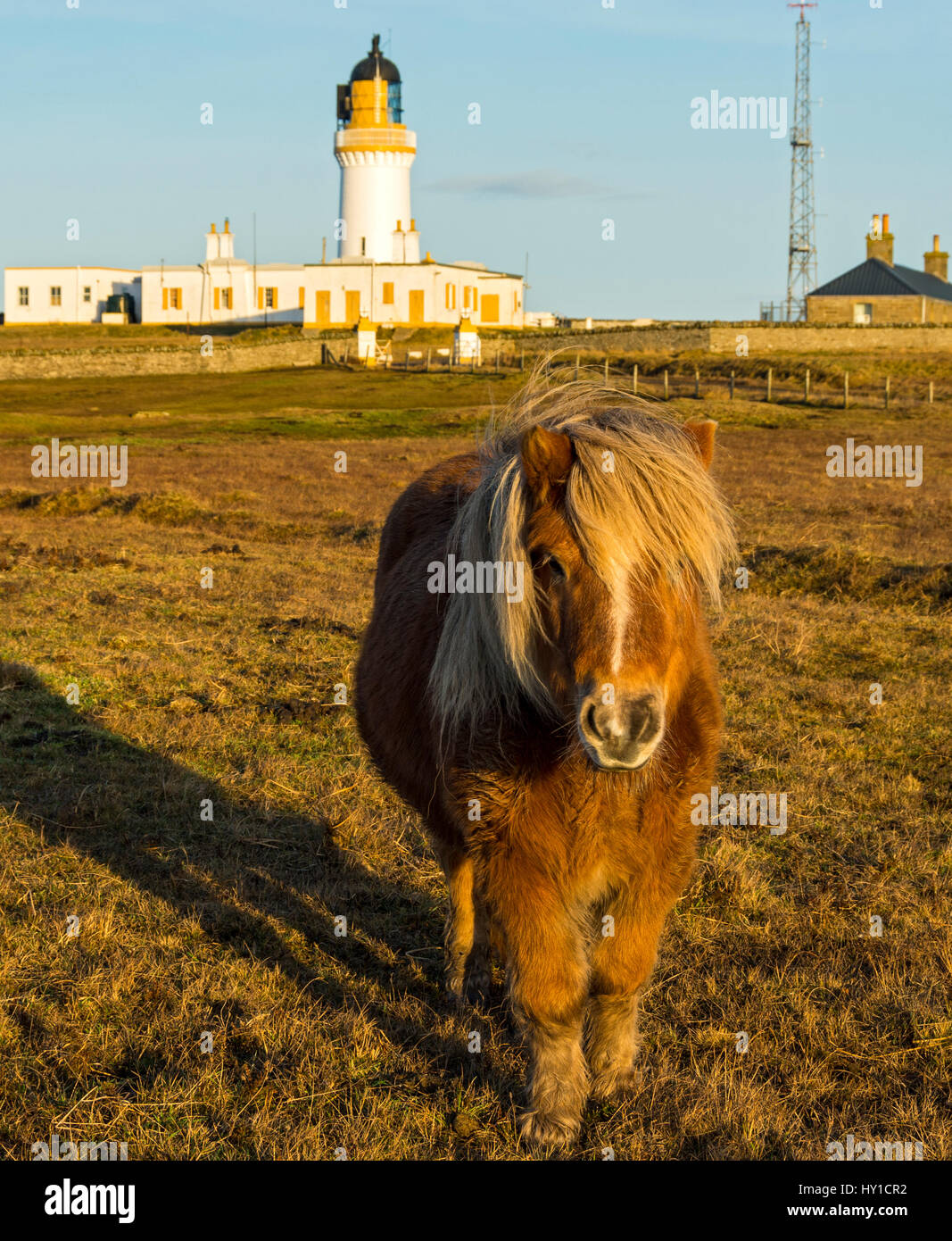 Il faro e un pony Shetland a Noss Testa, vicino a Wick, Caithness in Scozia, Regno Unito Foto Stock