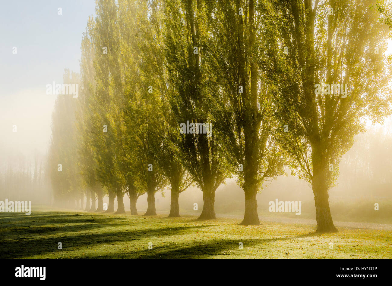 Sunrise attraverso la nebbia e pioppi cipressini, Burnaby Lago Parco Regionale, Burnaby, British Columbia, Canada Foto Stock