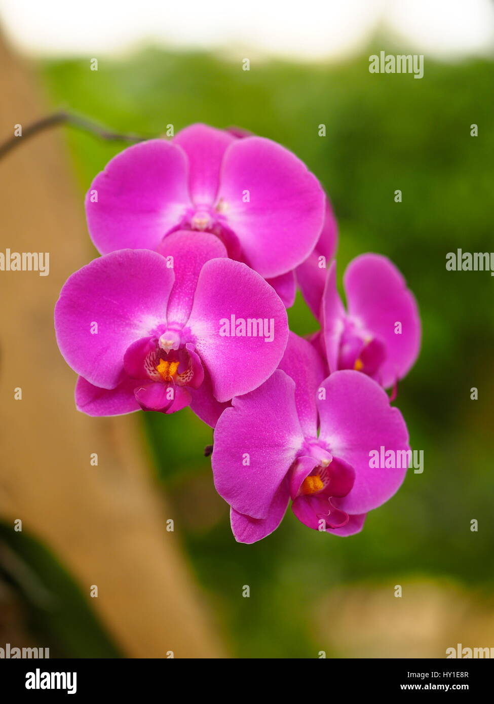 Close Up di orchidee fiori (Phalaenopsis sp.) nella foresta tropicale Foto Stock