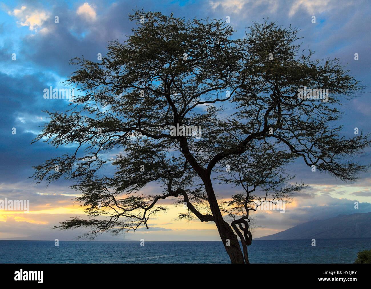 Il ramo di albero lungo il litorale di Wailea marciapiede in Maui sembra essere sagomato come il numero 8 quando è visto ad certo punto Foto Stock