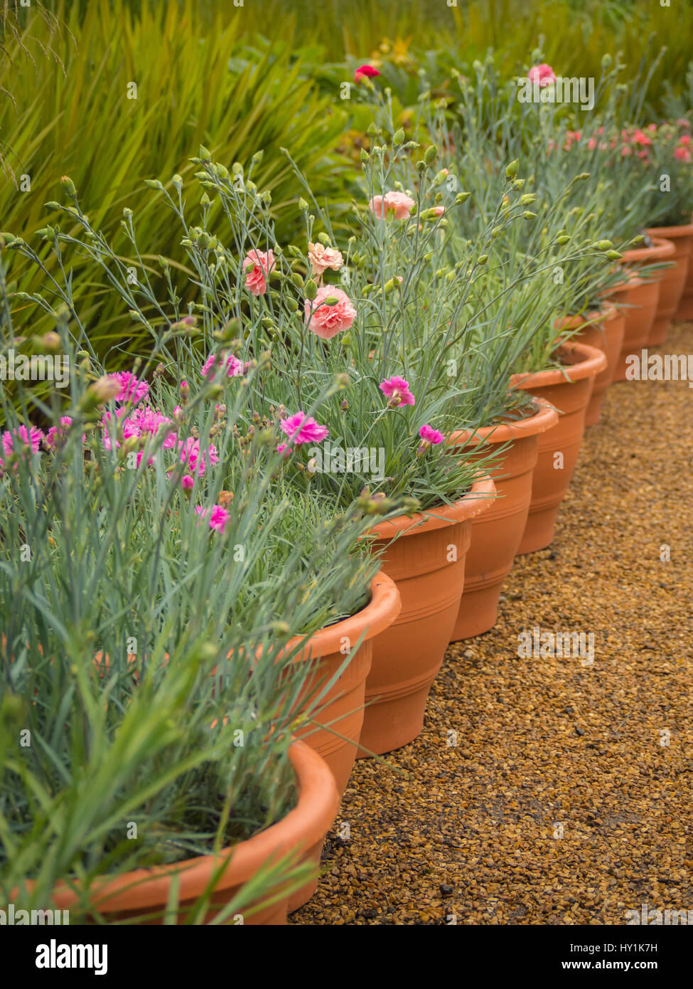 Fioritura dianthus in vasi di terracotta Foto Stock