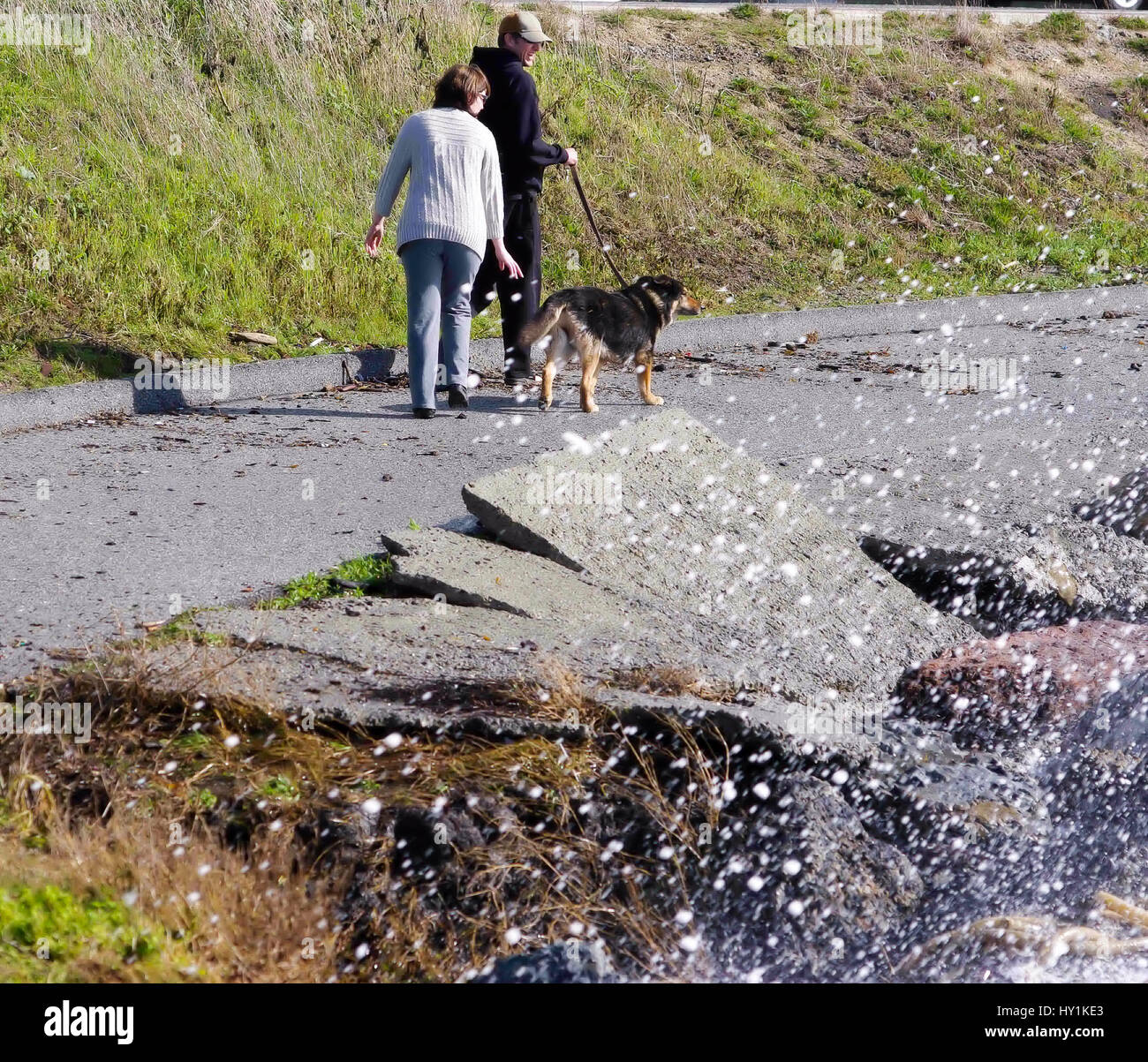 Spruzzi d'onda giovane cane a camminare sul marciapiede Wave-Damaged Foto Stock