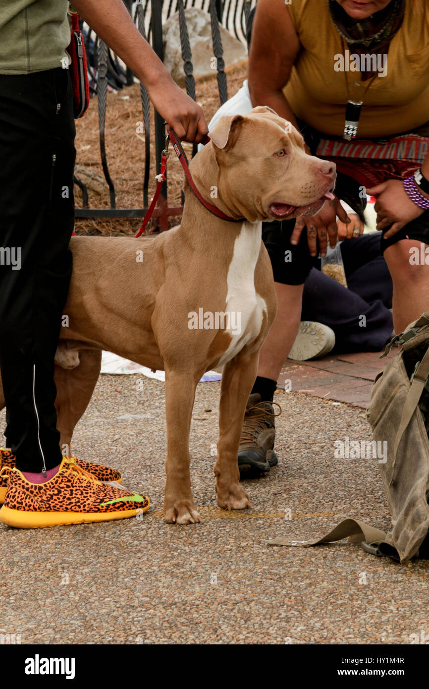 Bit di Bull in poco 5 punti in Atlanta, GA Foto Stock