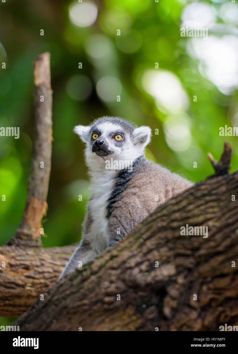 Anello-tailed lemur presso lo Zoo di Singapore, Singapore Foto Stock