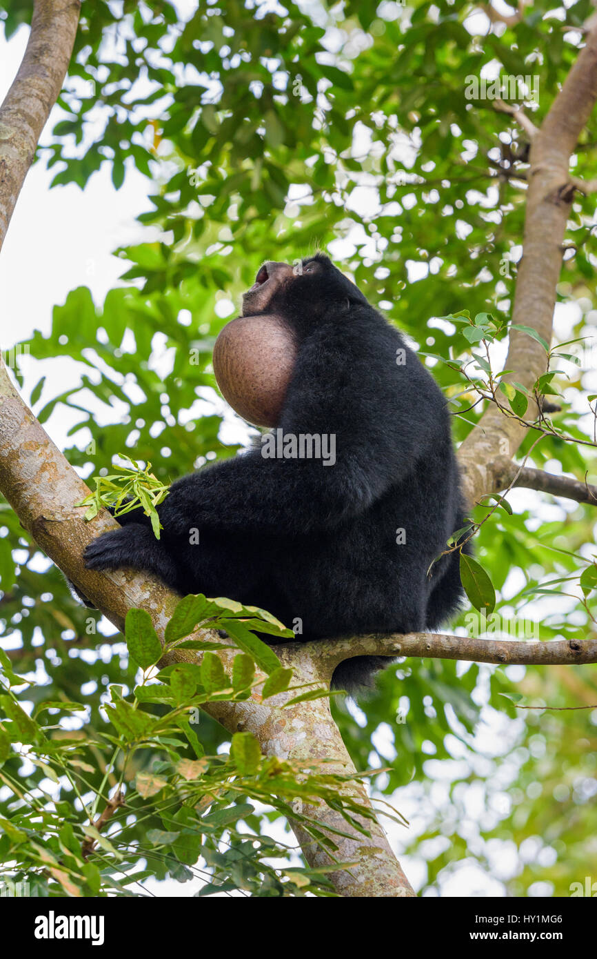 Un maschio di Siamang gibbone chiamare utilizzando la sua gola pouch per amplificare la chiamata a Singapore Zoo, Singapore Foto Stock