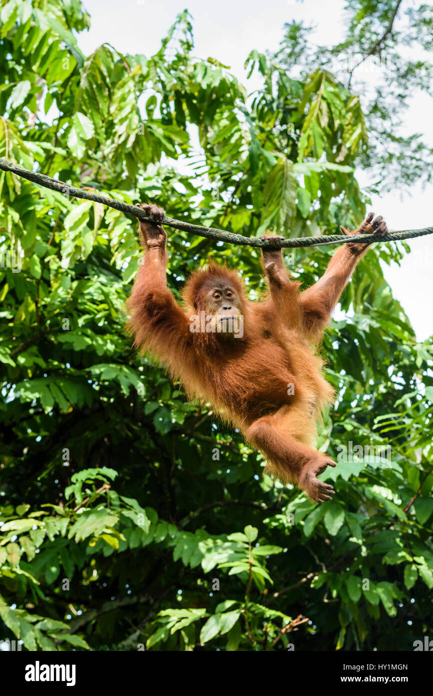 Orangutan oscilla da una corda in Free-Ranging orango presentano presso lo Zoo di Singapore, Singapore Foto Stock