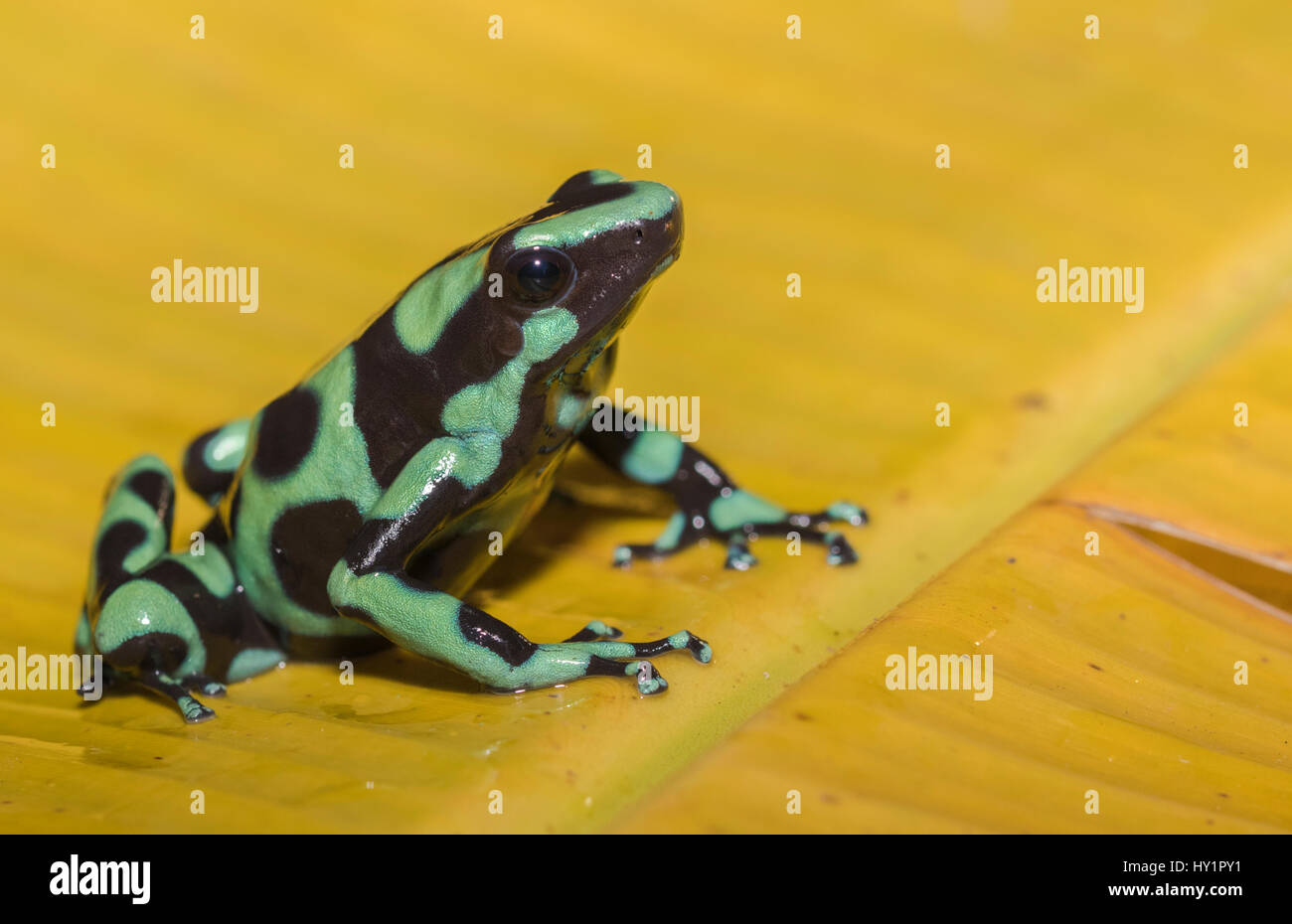 Verde-e-black poison dart frog Dendrobates auratus, o verde-e-veleno nero rana freccia seduto su un giallo banana leaf nella foresta pluviale a Laguna del Foto Stock
