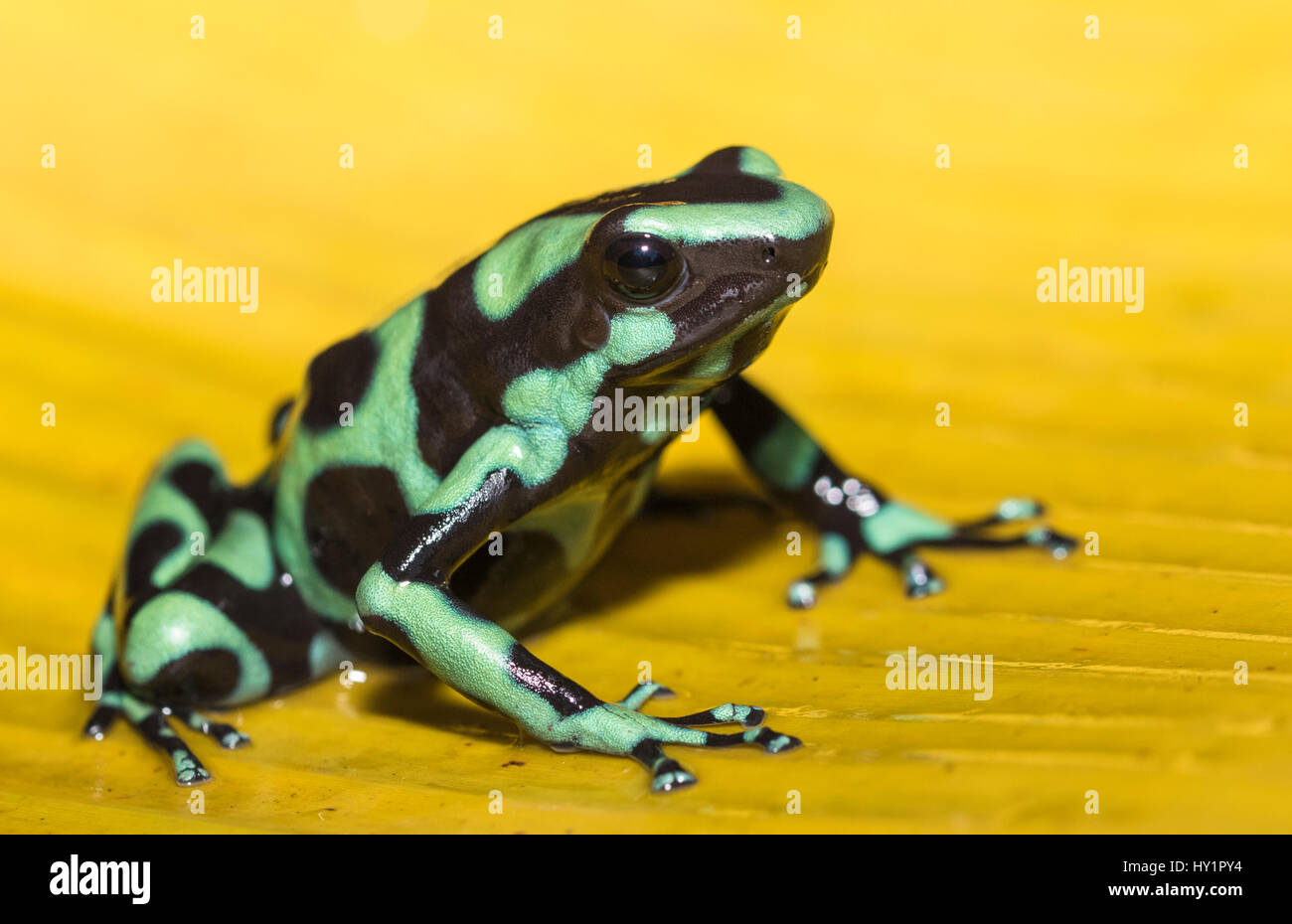 Verde-e-black poison dart frog Dendrobates auratus, o verde-e-veleno nero rana freccia seduto su un giallo banana leaf nella foresta pluviale a Laguna del Foto Stock