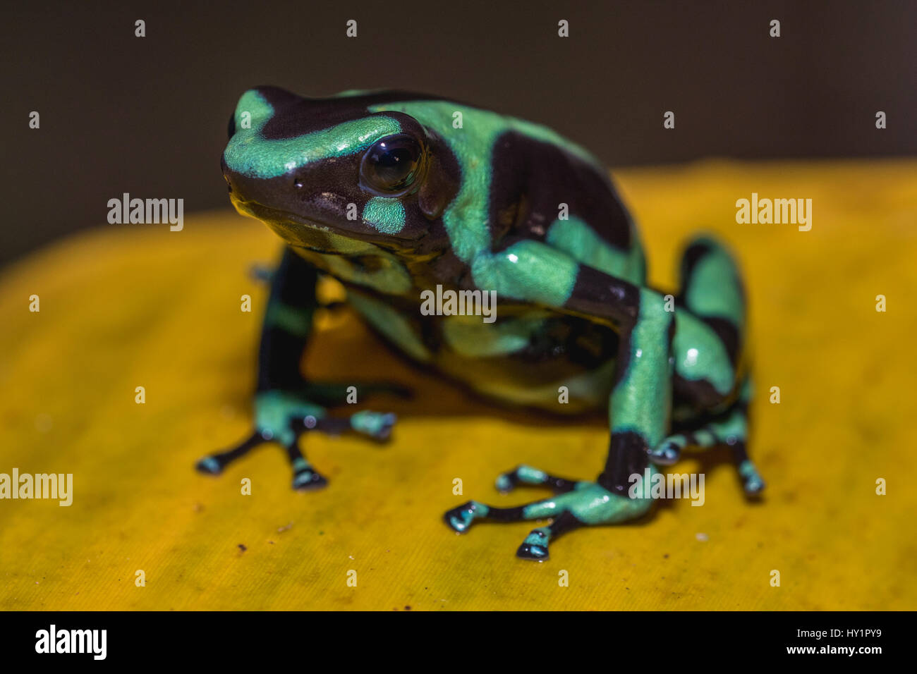 Verde-e-black poison dart frog Dendrobates auratus, o verde-e-veleno nero rana freccia seduto su un giallo banana leaf nella foresta pluviale a Laguna del Foto Stock