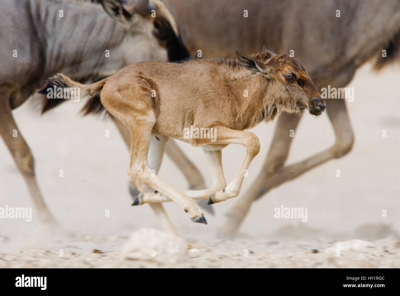 Blue Gnu (Connochaetes taurinus) esecuzione di vitello con allevamento, il Parco Nazionale di Etosha, Namibia. Foto Stock