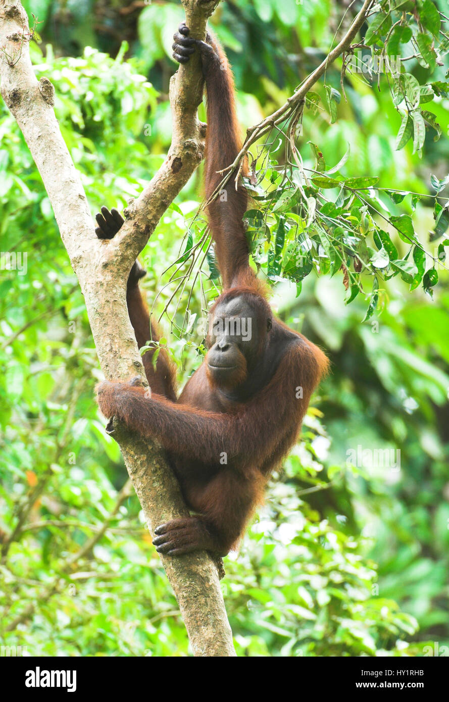 Orango (Pongo pygmaeus) maschio nella foresta. Danum Valley, Sabah Borneo. Specie in via di estinzione. Foto Stock