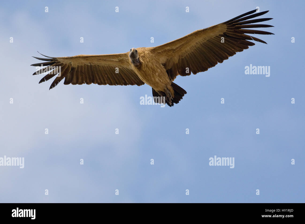 Long-Billed Vulture (Gyps indicus) capretti battenti. Bandhavgarh National Park, Madhya Pradesh, India. Marzo. Specie in via di estinzione. Foto Stock