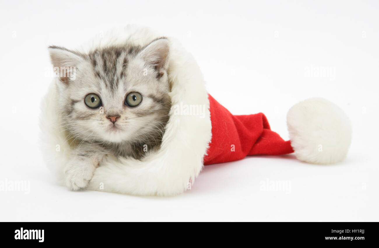 Tabby kitten in un Babbo Natale hat. Foto Stock