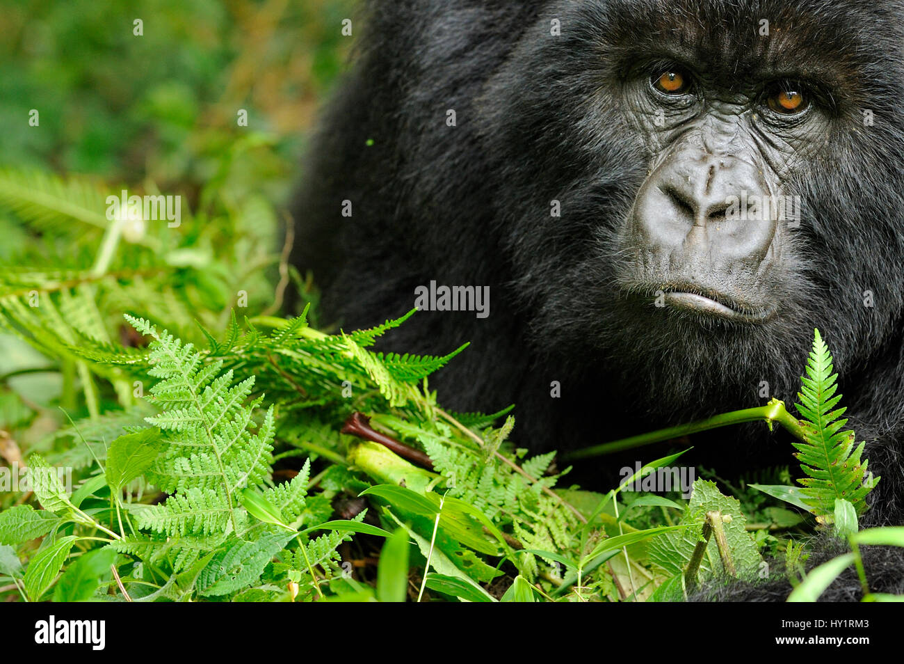 Gorilla di Montagna (Gorilla beringei beringei) giovani femmine, ritratto, i vulcani del Parco Nazionale Virunga, montagne, Ruanda. Specie in via di estinzione. Foto Stock