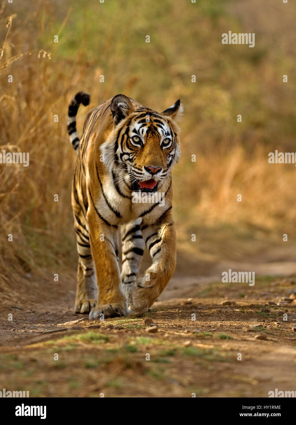Tigre del Bengala (Panthera tigris tigris) femmina, Machali, il Parco nazionale di Ranthambore, Rajasthan, India. Specie in via di estinzione. Foto Stock