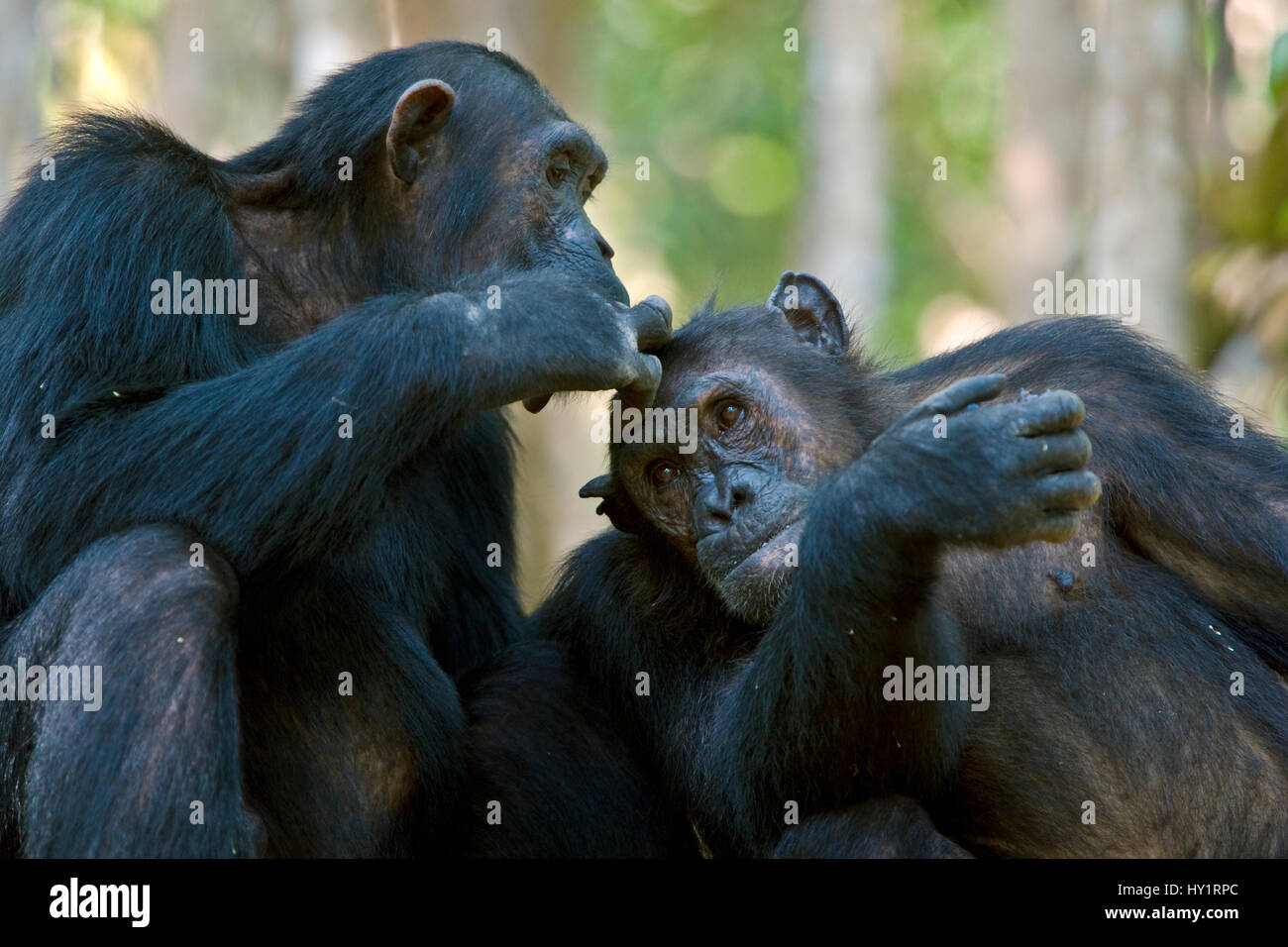 Uno scimpanzé (Pan troglodytes) essendo curato mentre mangiando i frutti di bosco. Mahale National Park, Tanzania. Specie in via di estinzione. Foto Stock