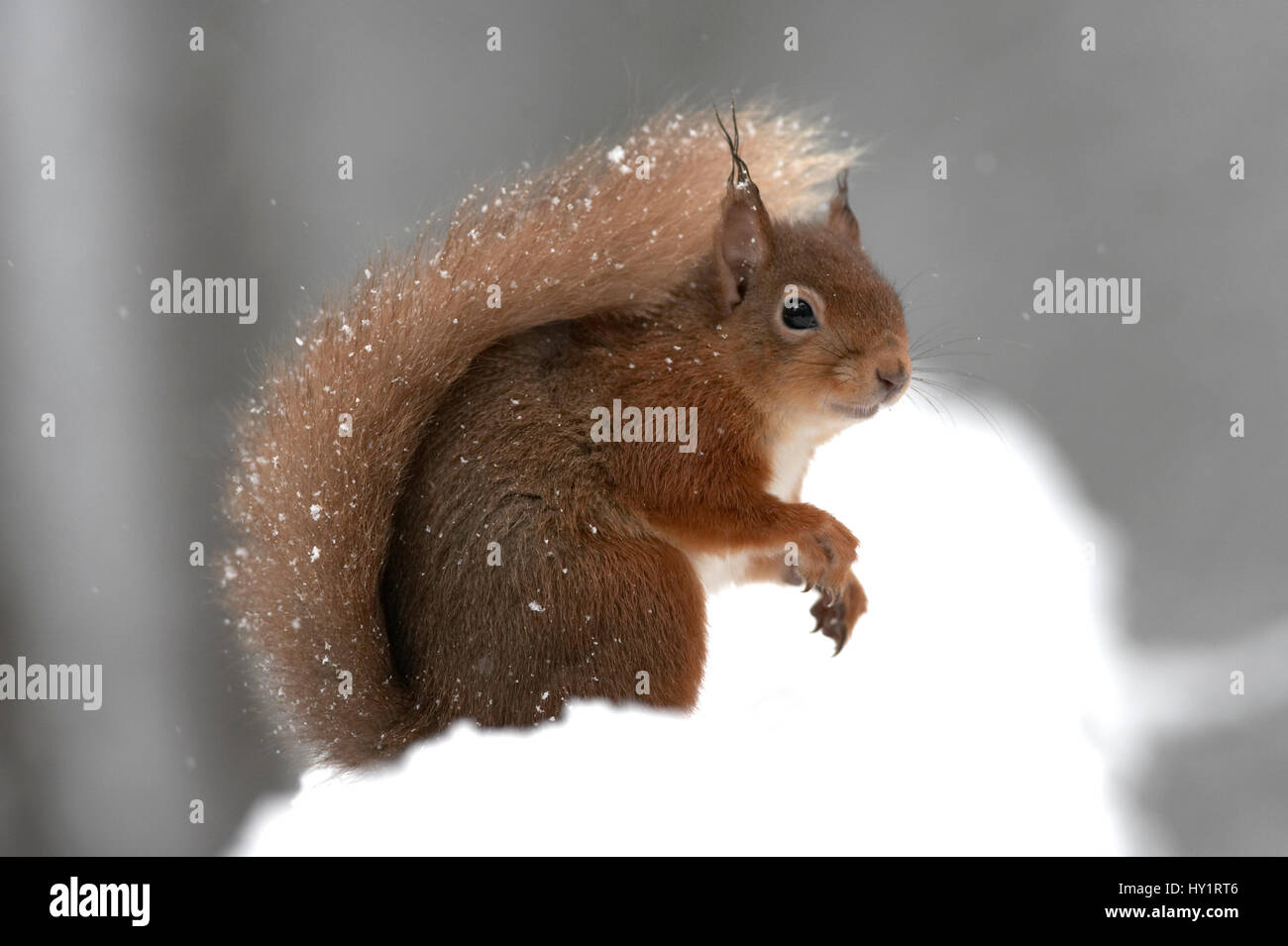 Red scoiattolo (Sciurus vulgaris) ritratto, nella neve, Cairngorms National Park, Scozia, marzo 2007. Foto Stock