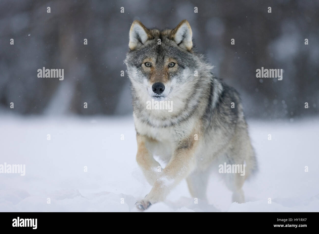 Unione lupo (Canis lupus) in esecuzione attraverso la neve nel bosco di betulle, Tromso, Norvegia. Captive, Aprile. Foto Stock