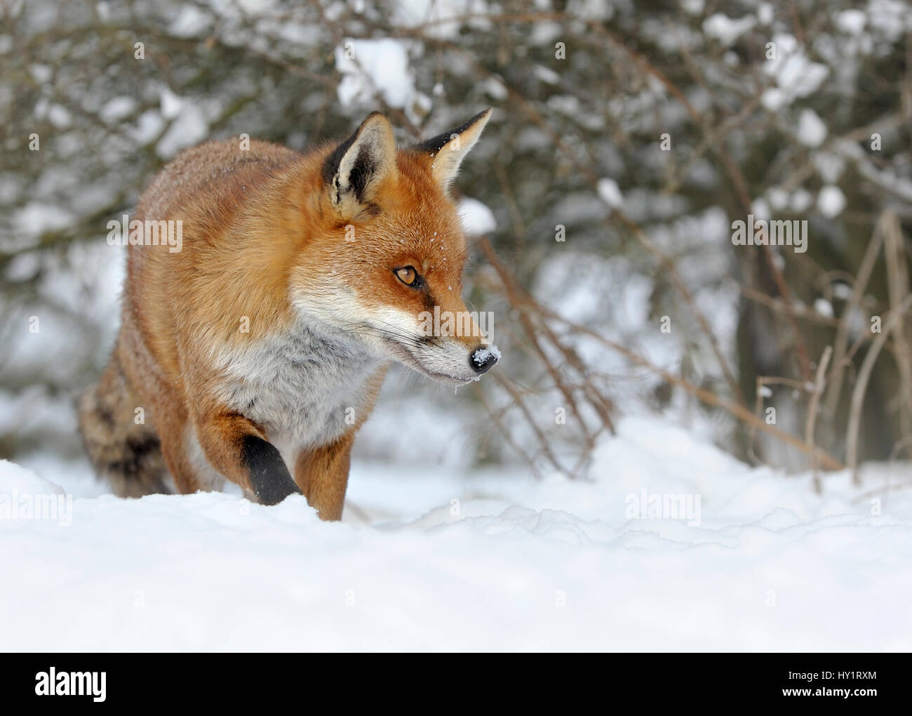Rosso europeo volpe (Vulpes vulpes) nella neve, UK, captive. Foto Stock