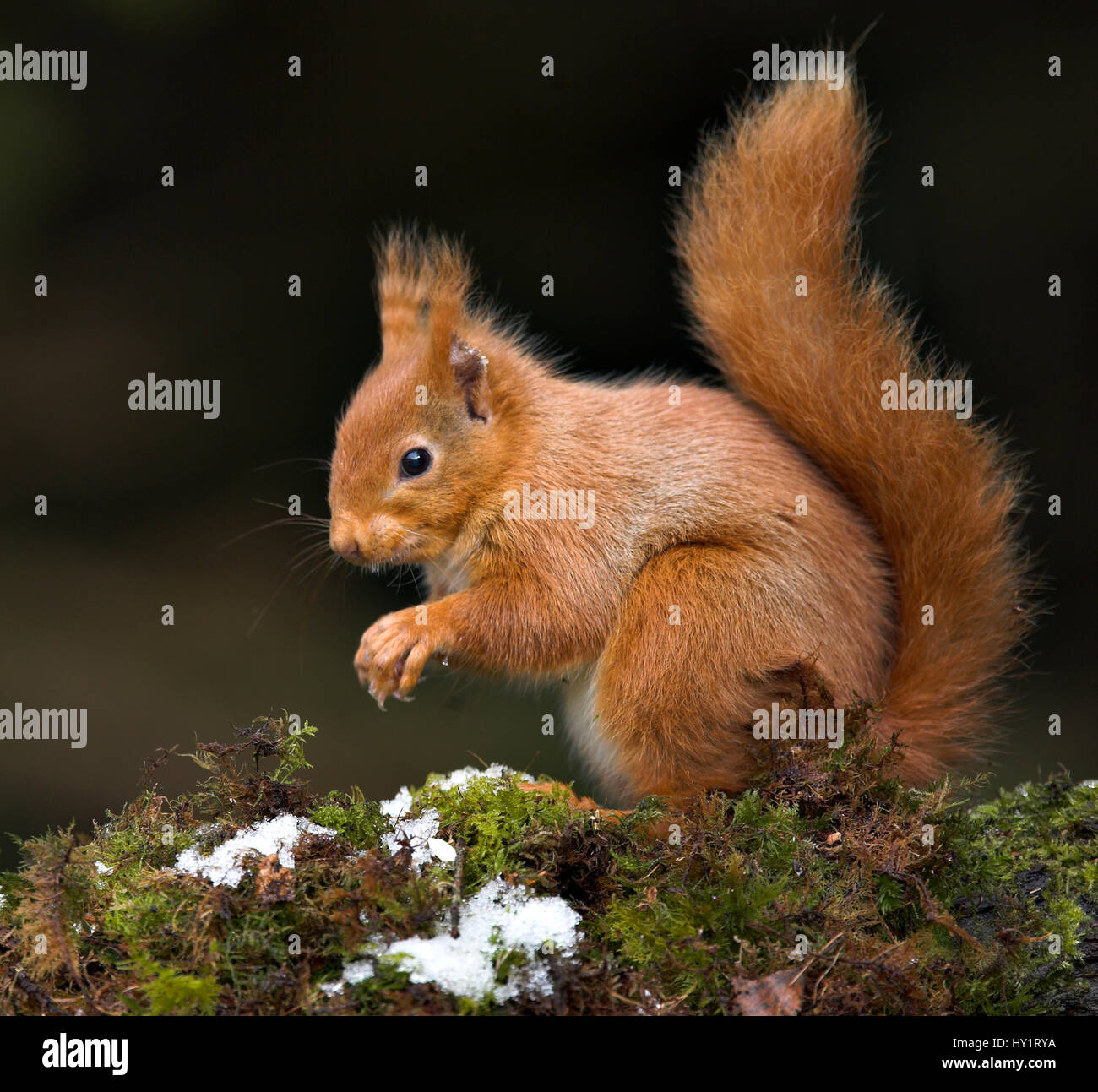 Red scoiattolo (Sciurus vulgaris) seduti sul muschio coperto il ramo, Scotland, Regno Unito. Foto Stock