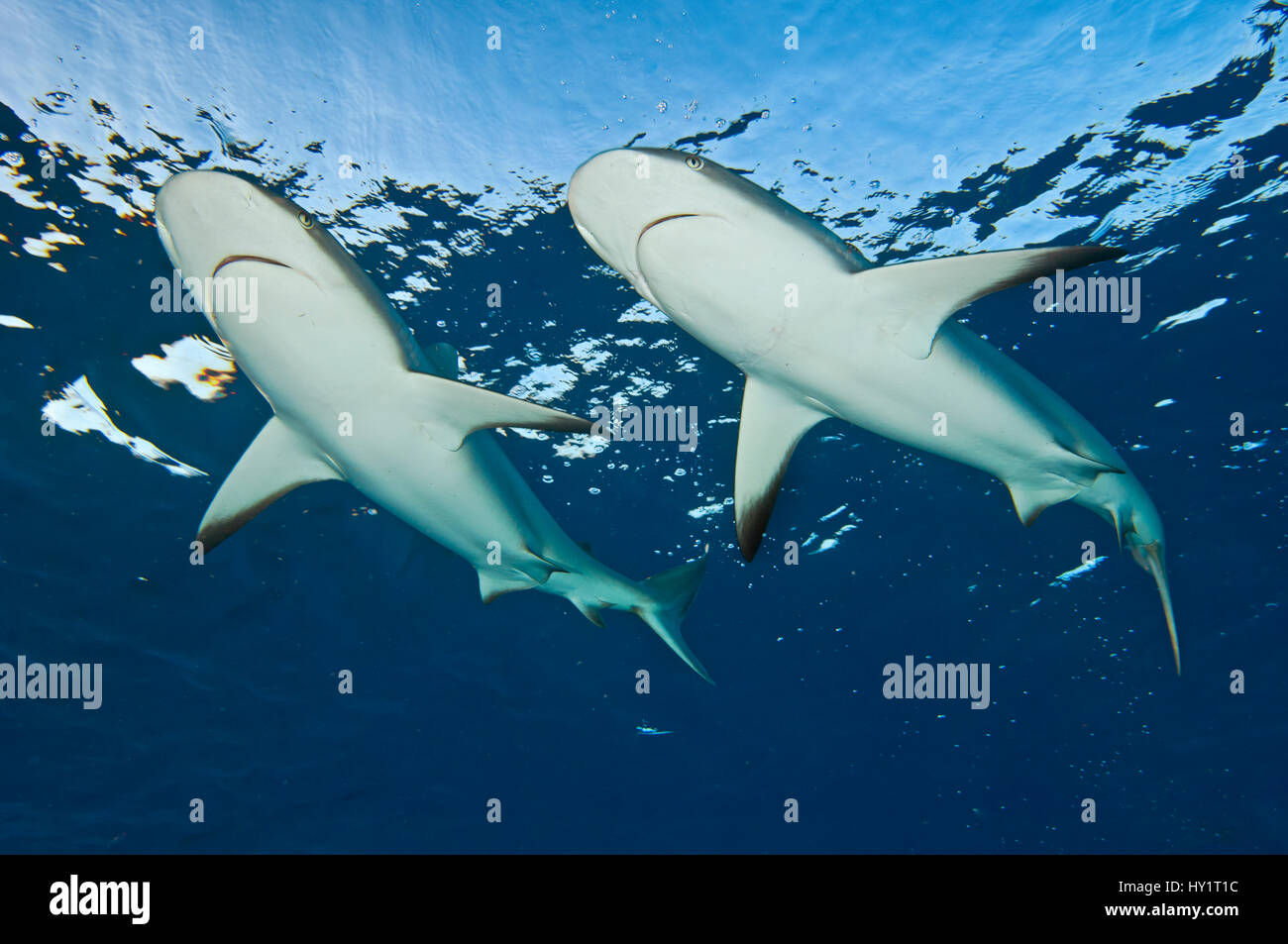Due dei Caraibi squali di barriera (Carcharhinus perezi) in corrispondenza della superficie. Grand Bahama, Bahamas. Tropicali West Oceano Atlantico. Foto Stock