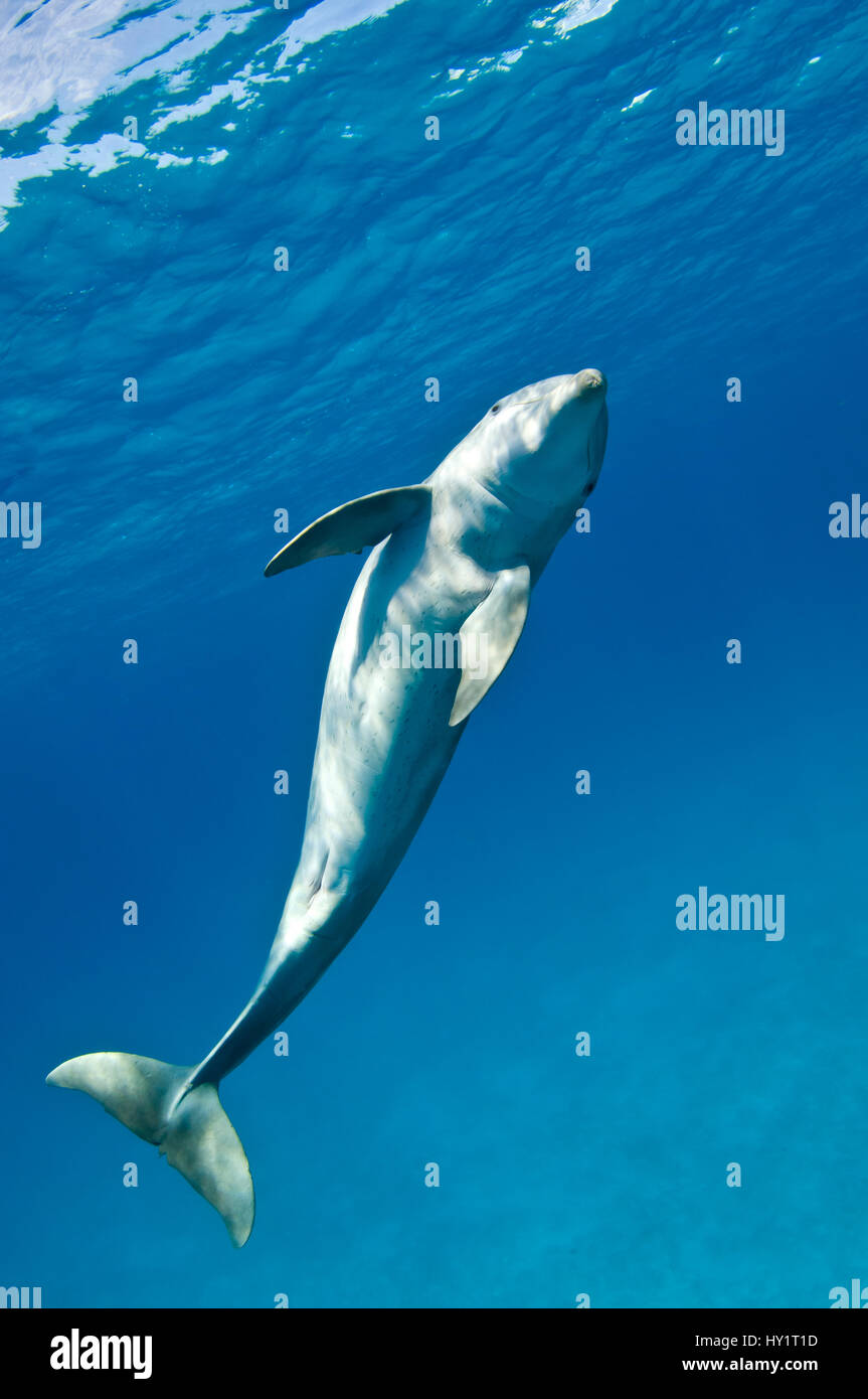 Il tursiope o delfino maggiore (Tursiops truncatus) nuotare in un movimento a spirale, Sandy Ridge, poco Bahama Bank. Bahamas. Foto Stock