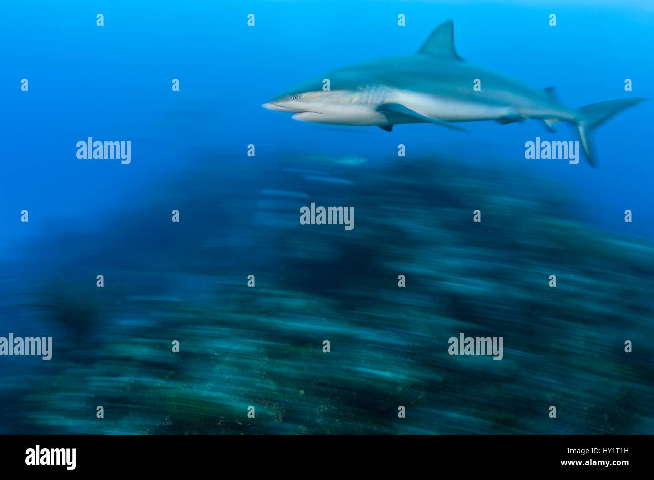 Caribbean reef shark (Carcharhinus perezi) le crociere su una barriera corallina. Nei pressi di Grand Bahama, Bahamas. Tropicali West Oceano Atlantico. Foto Stock