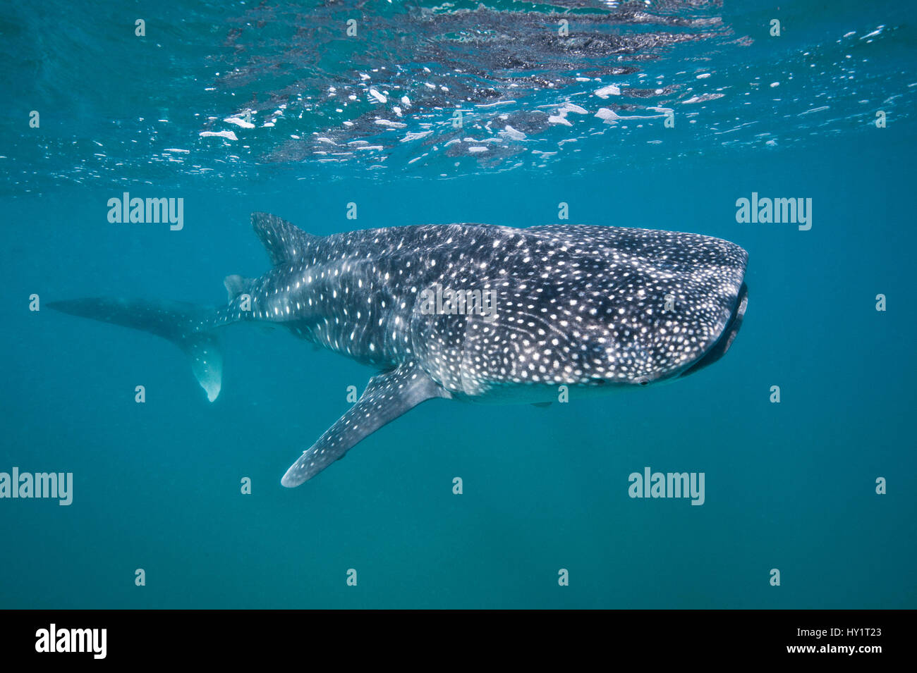 Giovani Whaleshark (Rhincodon typus) ritratto, a meno di 5 m di lunghezza, si nutrono di plancton vicino alla superficie. La Paz, Messico. Mare di Cortez. Ottobre. Foto Stock