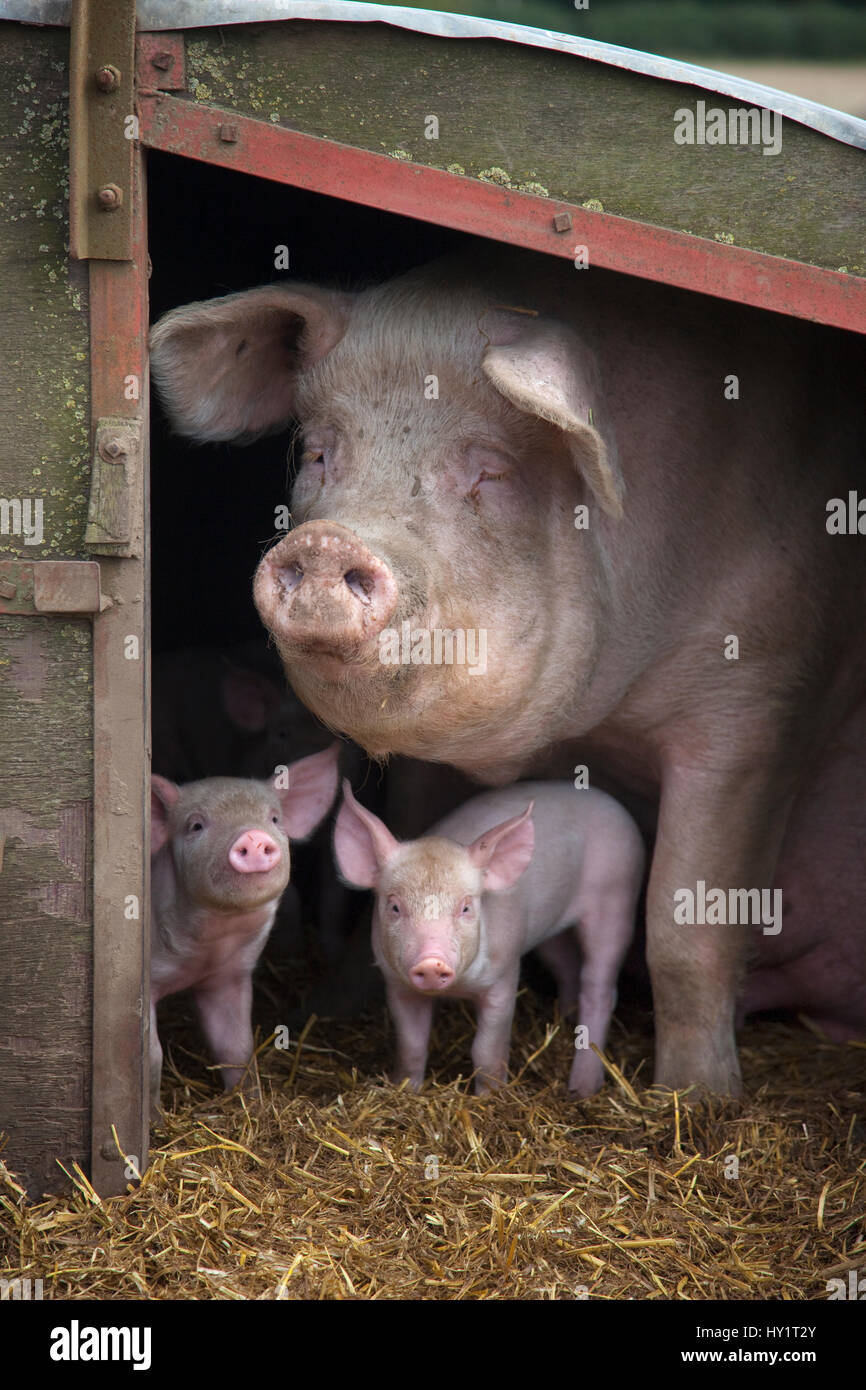 Suini domestici, ibrido bianco grande scrofa e suinetti nel porcile, UK, settembre 2010. Foto Stock