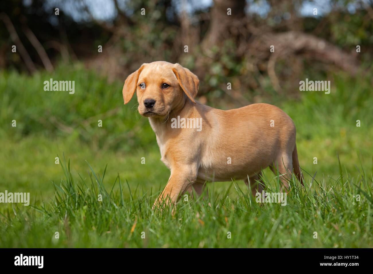 Giallo Labrador retriever puppy in giardino, UK, Aprile. Foto Stock