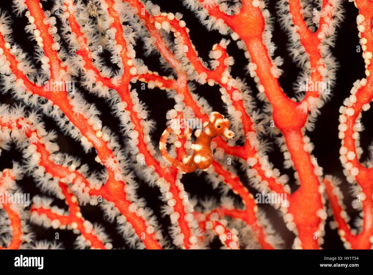 Di Denise cavalluccio marino pigmeo (Hippocampus denise) nella sua fan corallo. Misool Raja Ampat, Papua occidentale, in Indonesia. Foto Stock