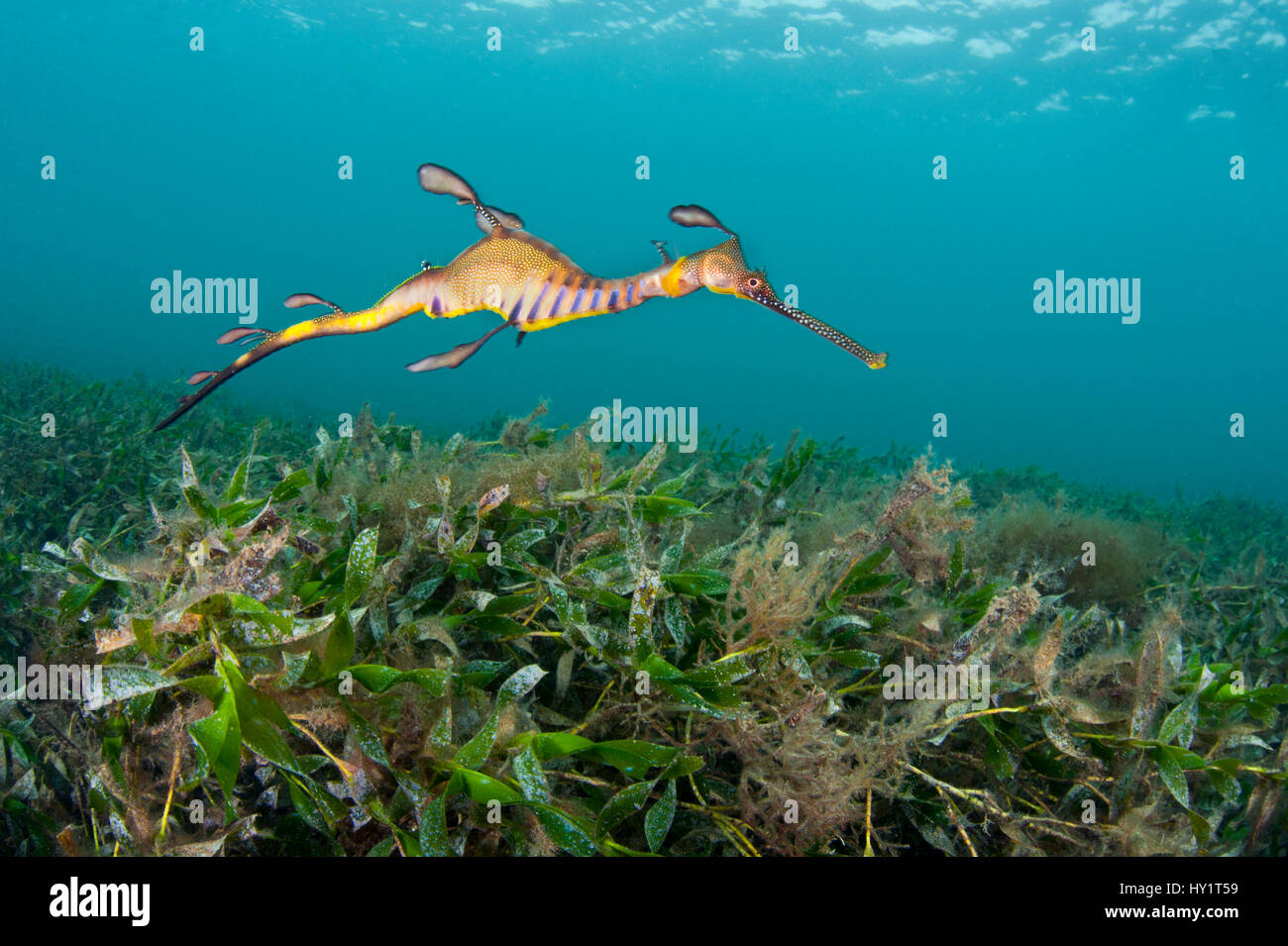 I capretti Weedy Seadragon (Phyllopteryx taeniolatus) in habitat di fanerogame. La Flinders Jetty, Melbourne, Victoria, Australia, Marzo. Foto Stock