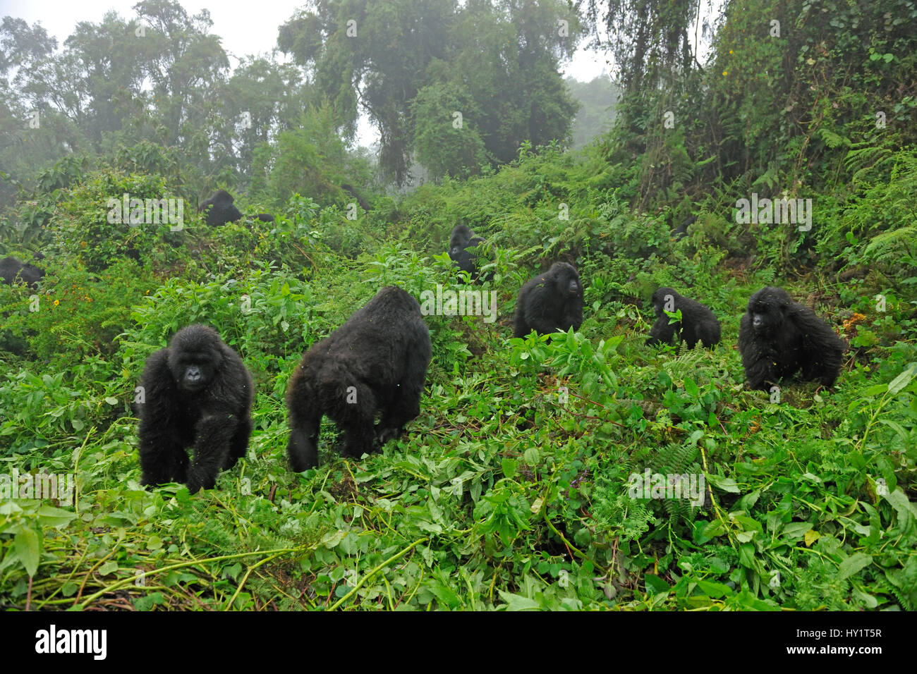 Gorilla di Montagna gruppo familiare (Gorilla beringei) in una radura. In Ruanda, in Africa, in marzo. Specie in via di estinzione. Foto Stock