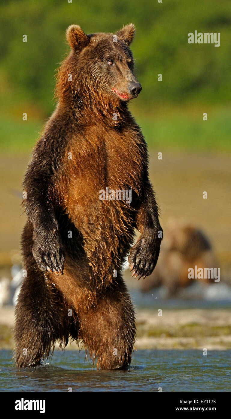 Orso grizzly (Ursus arctos horribilis) in piedi sulle zampe posteriori a caccia di salmone. Katmai, Alaska, STATI UNITI D'AMERICA, Agosto. Foto Stock