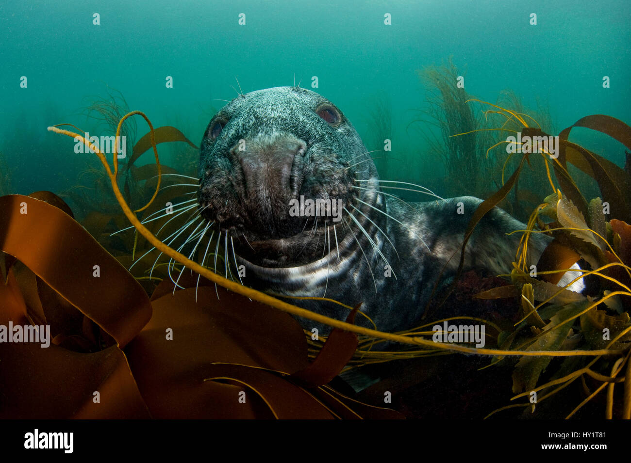 Guarnizione grigio (Halichoerus grypus) tra kelp. Lundy Island, Canale di Bristol, Inghilterra, Regno Unito, maggio. Le foche grigie possono fare immersioni fino a 70 metri e rimanere sott'acqua per 30 minuti. Foto Stock