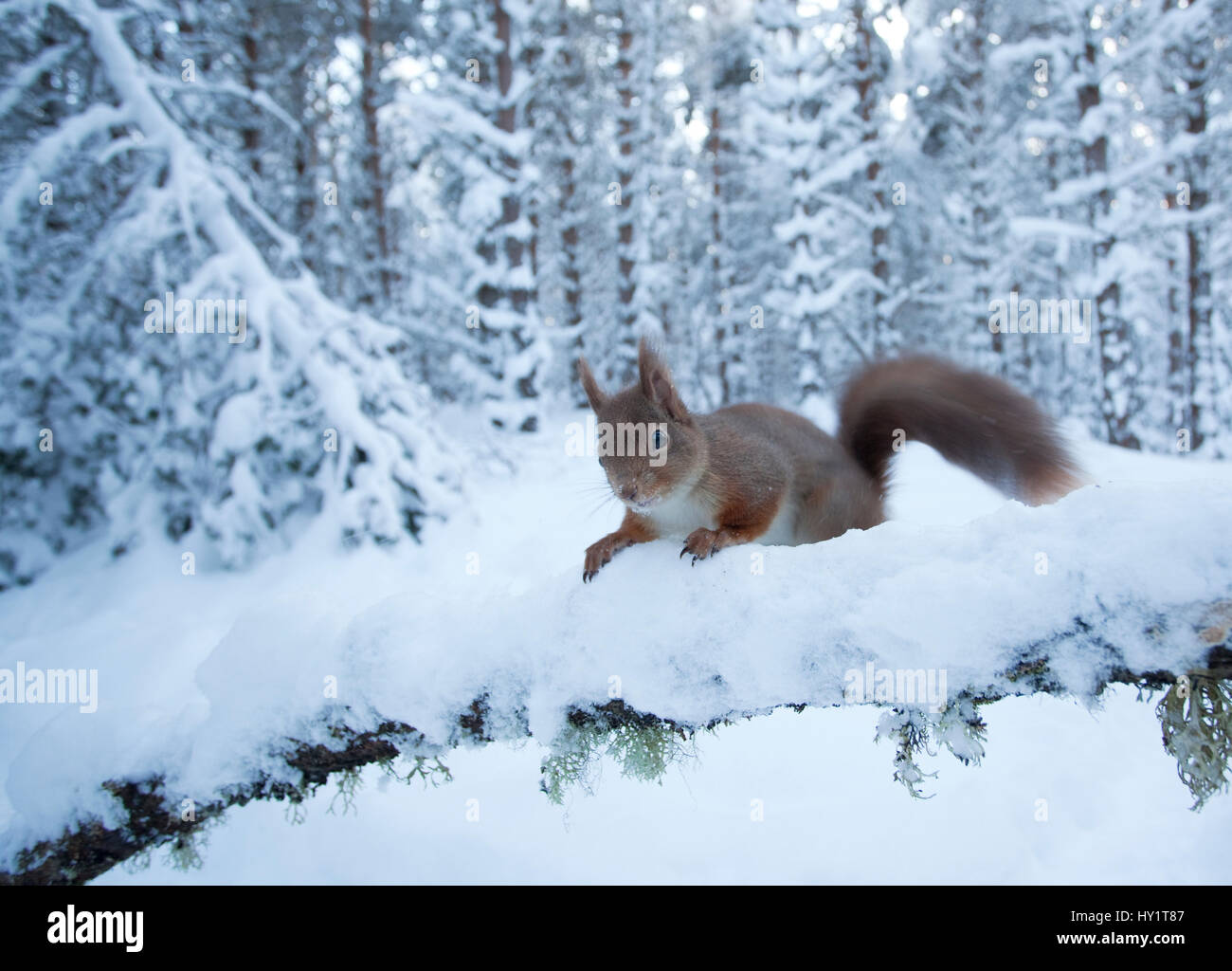 Red scoiattolo (Sciurus vulgaris) sulla coperta di neve ramo nella foresta di pini, Glenfeshie station wagon, Cairngorms National Park, Highlands, Scozia, gennaio. Foto Stock