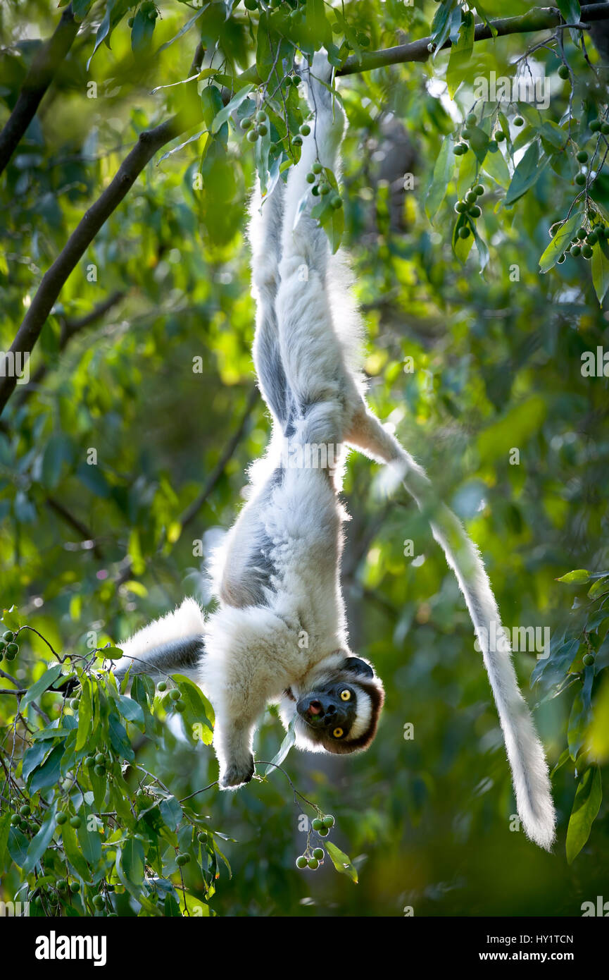 La Verreaux sifaka lemur (Propithecus verreauxi) appesi dal ramo mentre si alimenta nella tettoia. Berenty Riserva Privata, Madagascar meridionale. Specie in via di estinzione. Foto Stock