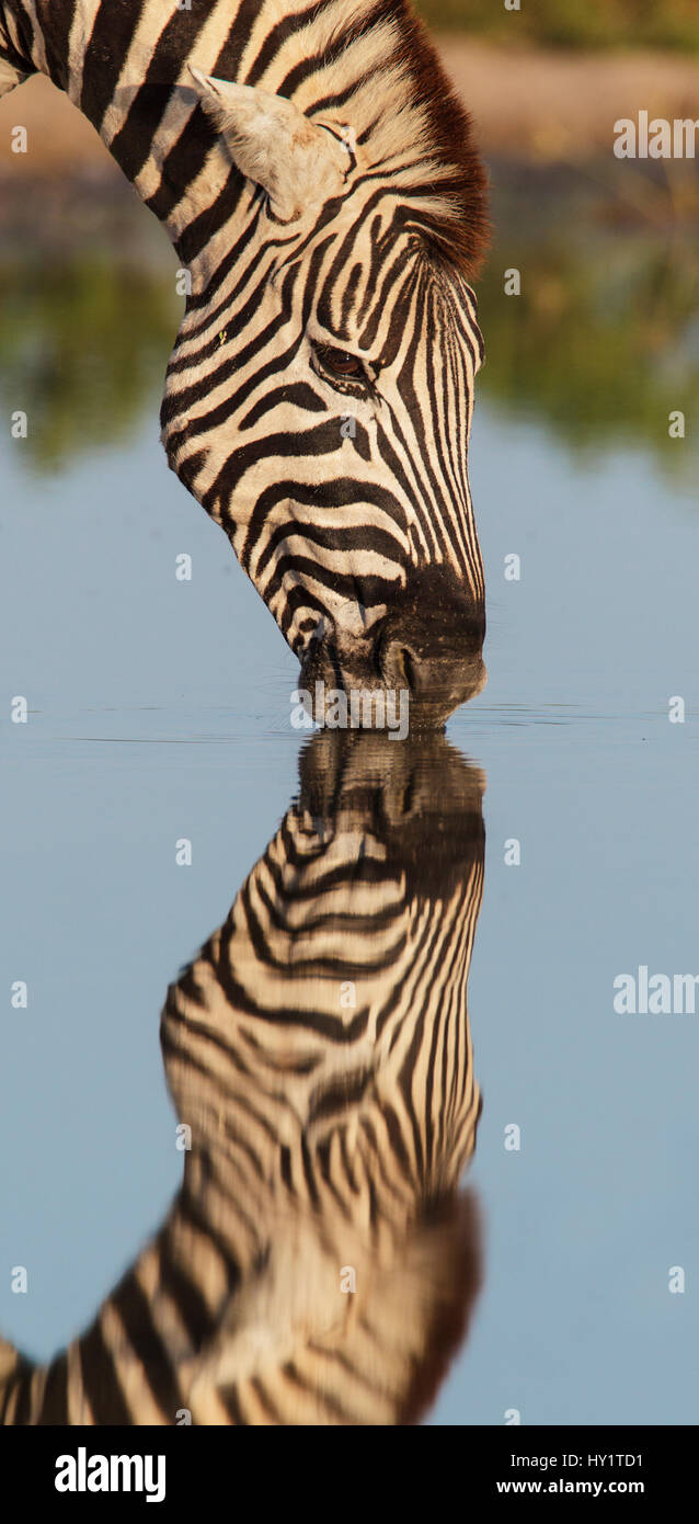 Zebra comune (Equus quagga) bere con la riflessione, il Parco Nazionale di Etosha, Namibia Foto Stock