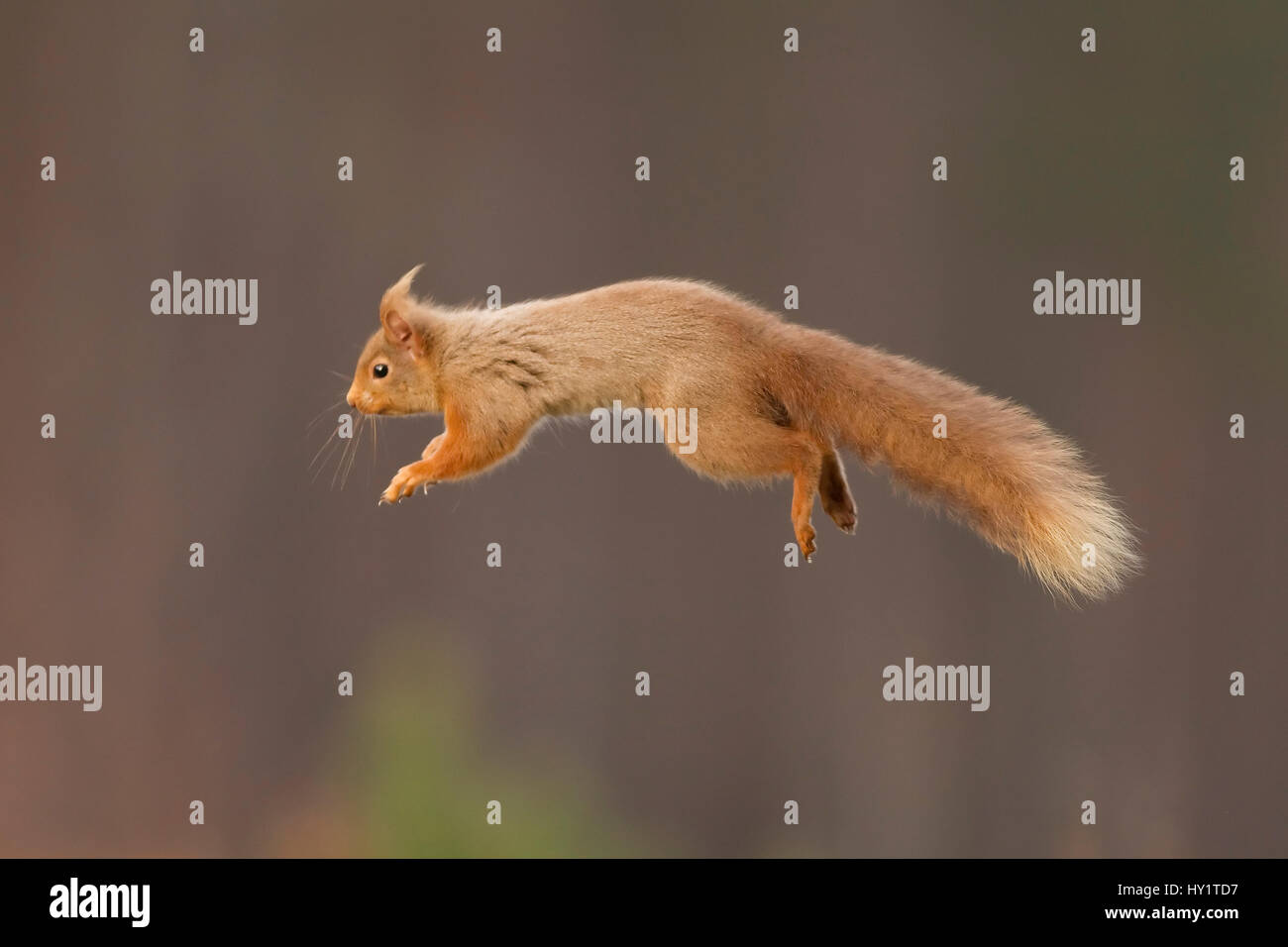 Red scoiattolo (Sciurus vulgaris) jumping, Cairngorms National Park, Scozia, marzo 2012. Foto Stock