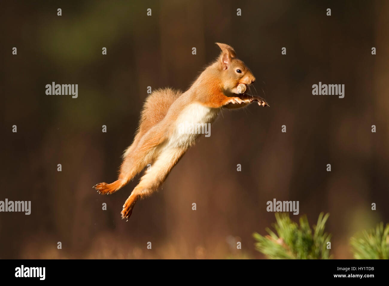 Red scoiattolo (Sciurus vulgaris) salta con il dado in bocca, Cairngorms National Park, Scozia, marzo 2012. Foto Stock