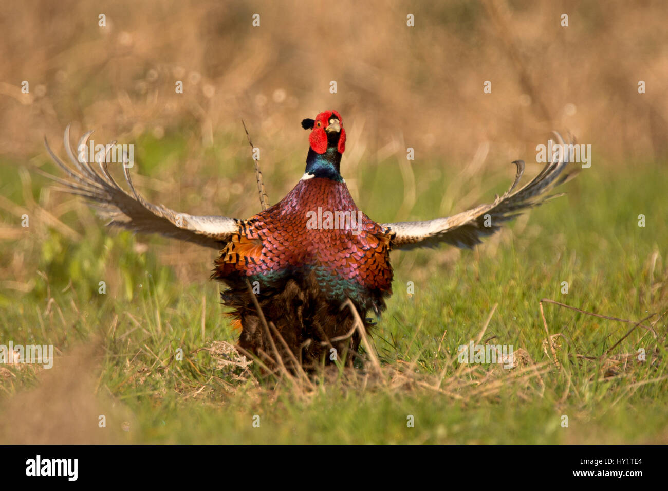 Fagiano (Phasianus colchicus) maschio visualizzando il Galles, UK Marzo Foto Stock