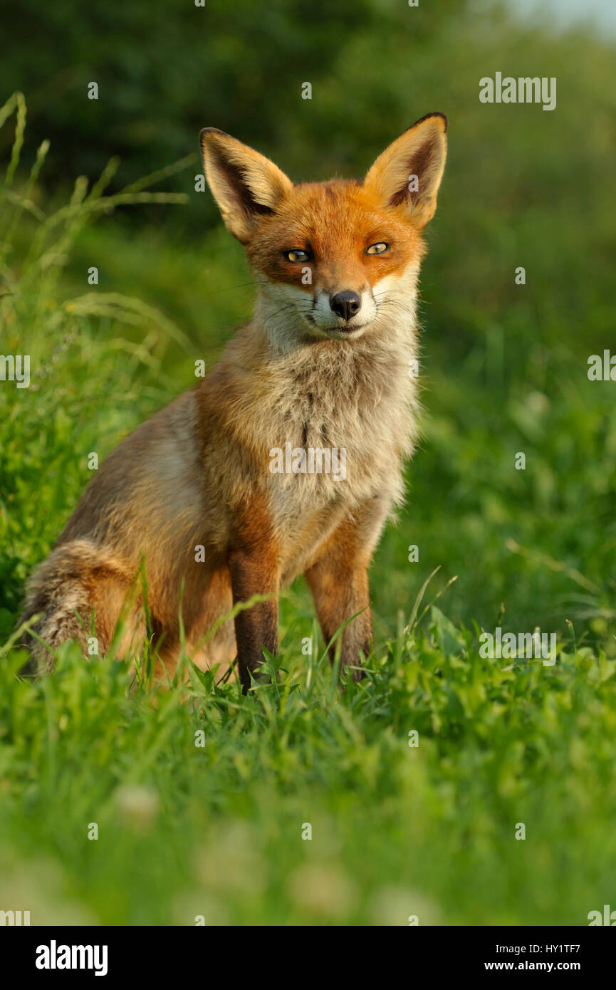 Red Fox (Vulpes vulpes vulpes) adulto a riposo, UK, prese in condizioni controllate Agosto Foto Stock