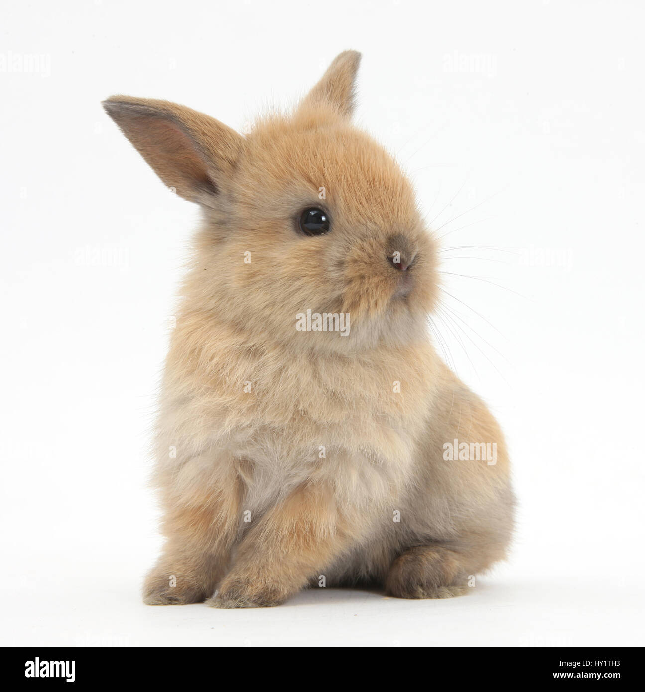Baby Lionhead croce Lop rabbit. Foto Stock