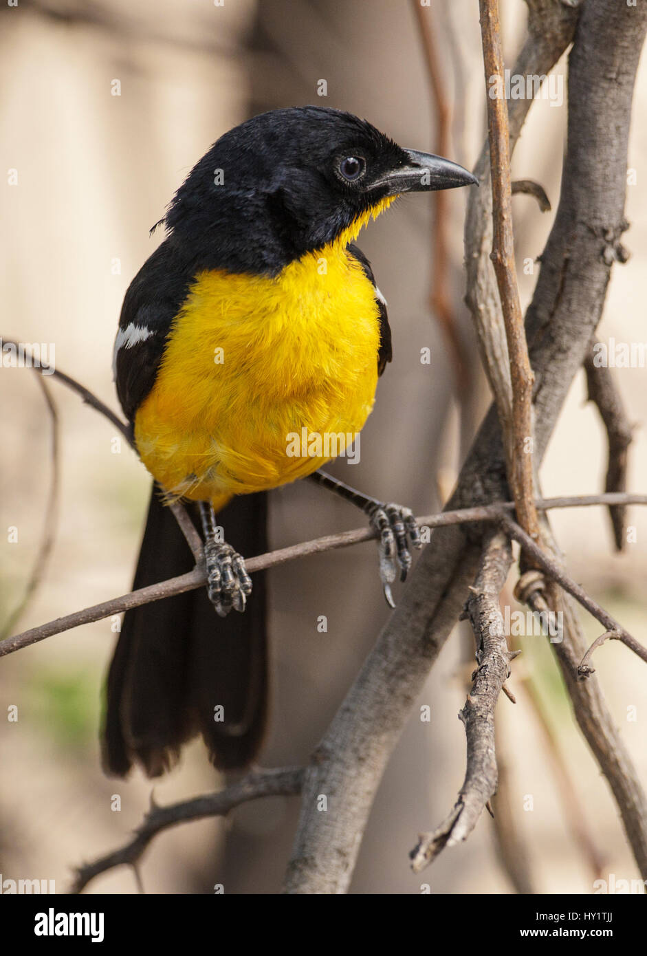 Crimson Breasted Gonolek / Shrike (Laniarius atrococcineus) ritratto di un raro giallo morph, Parco Nazionale di Hwange Zimbabwe Ottobre 2012 Foto Stock
