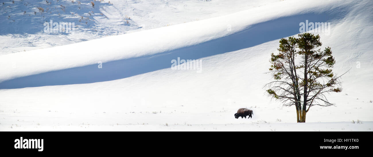 Lone i bisonti americani (Bison bison) pascolando nella neve. Hayden Valley, il Parco Nazionale di Yellowstone, Wyoming negli Stati Uniti, febbraio. Composito Digitale. Foto Stock Lone i bisonti americani (Bison bison) pascolando nella neve. Hayden Valley, il Parco Nazionale di Yellowstone, Wyoming negli Stati Uniti, febbraio. Composito Digitale. Foto Stock