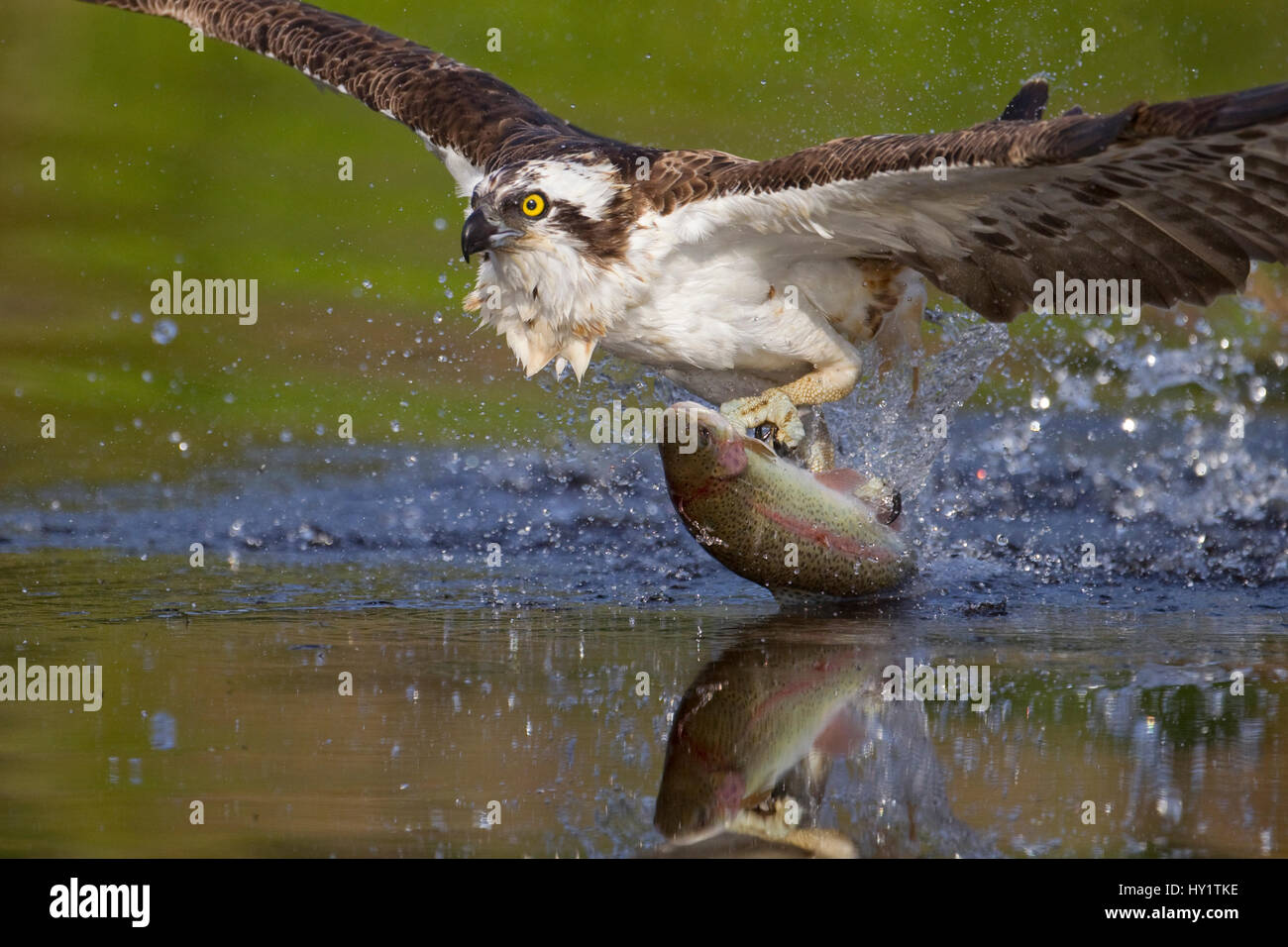 Falco pescatore (Pandion haliaetus) emergenti dall'acqua con pesci preda, Cairngorms National Park, Scozia, Luglio. Foto Stock