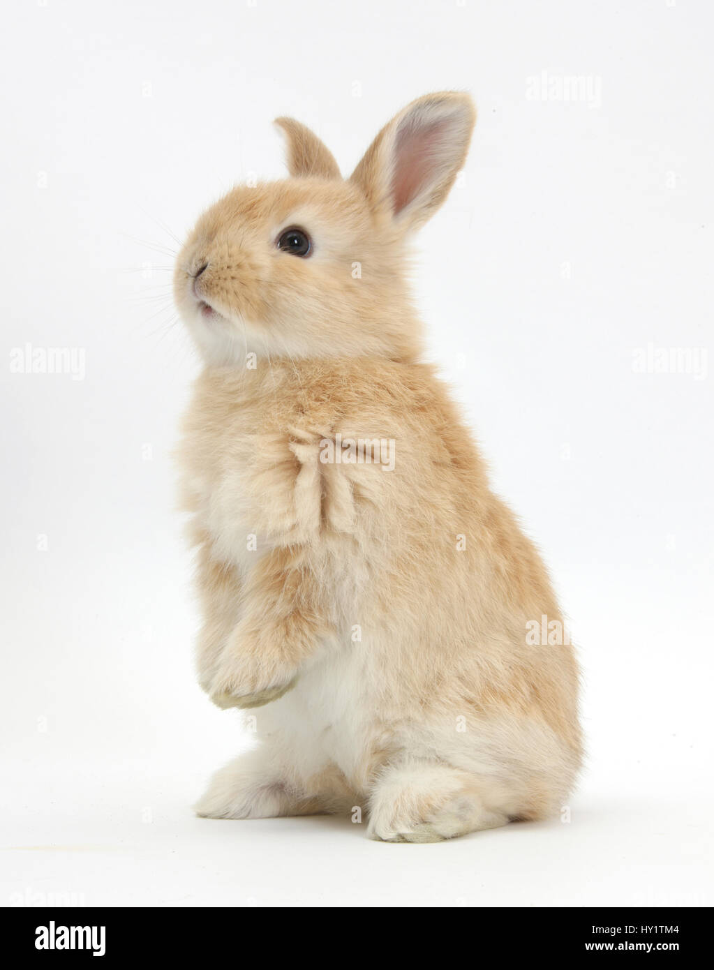 Giovani di coniglio di sabbia in piedi sulle zampe posteriori. Foto Stock