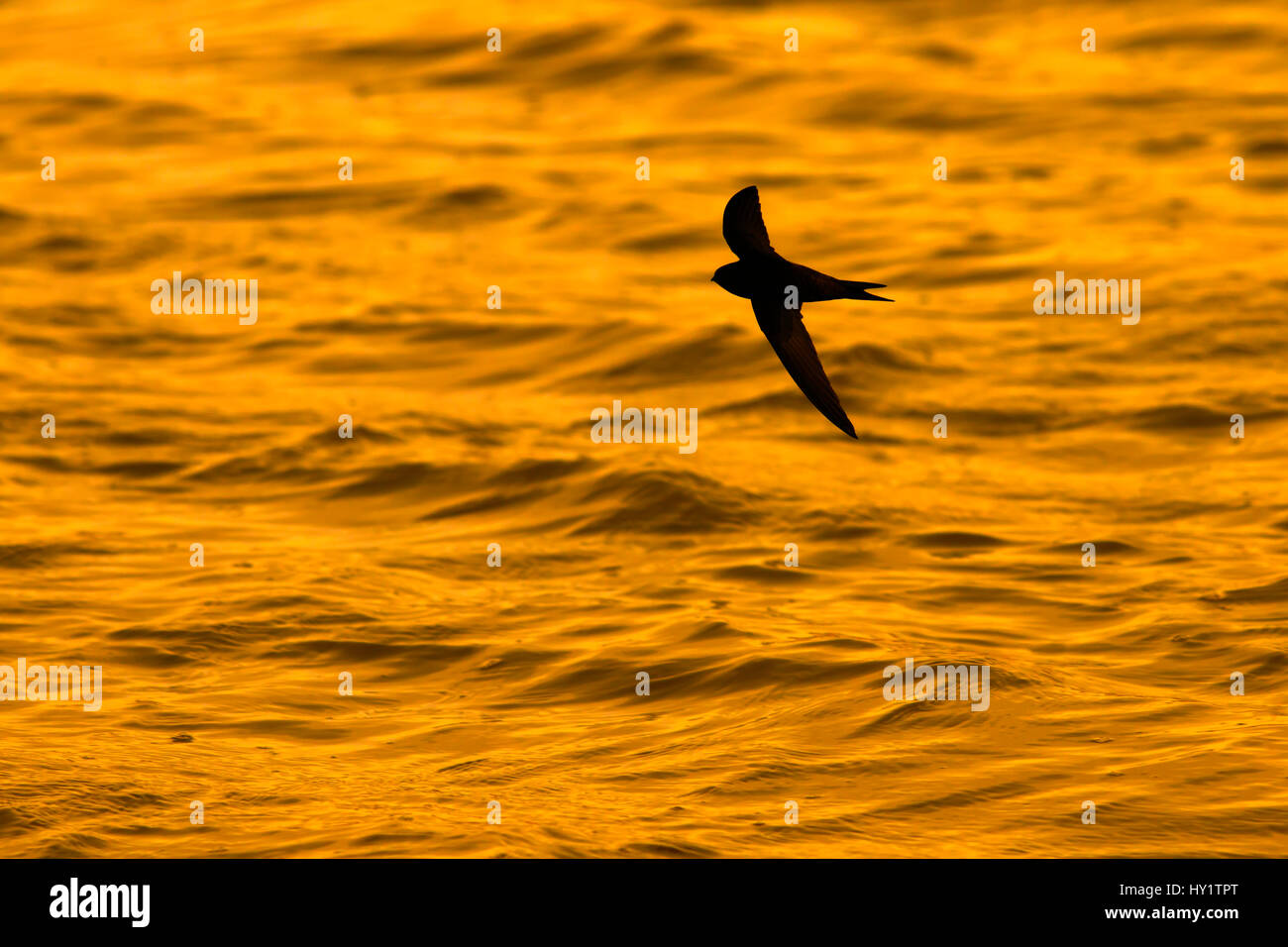 Swift (Apus apus) volare sull'acqua Titchwell, Norfolk, Regno Unito, Aprile Foto Stock