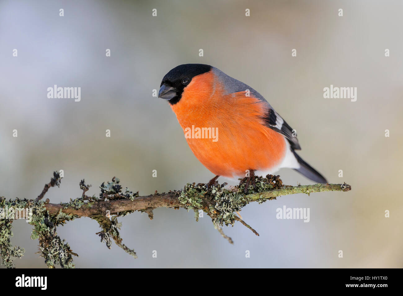 Bullfinch maschio (Pyrrhula pyrrhula) arroccato su un lichene ramo coperti. La Norvegia meridionale, febbraio. Foto Stock