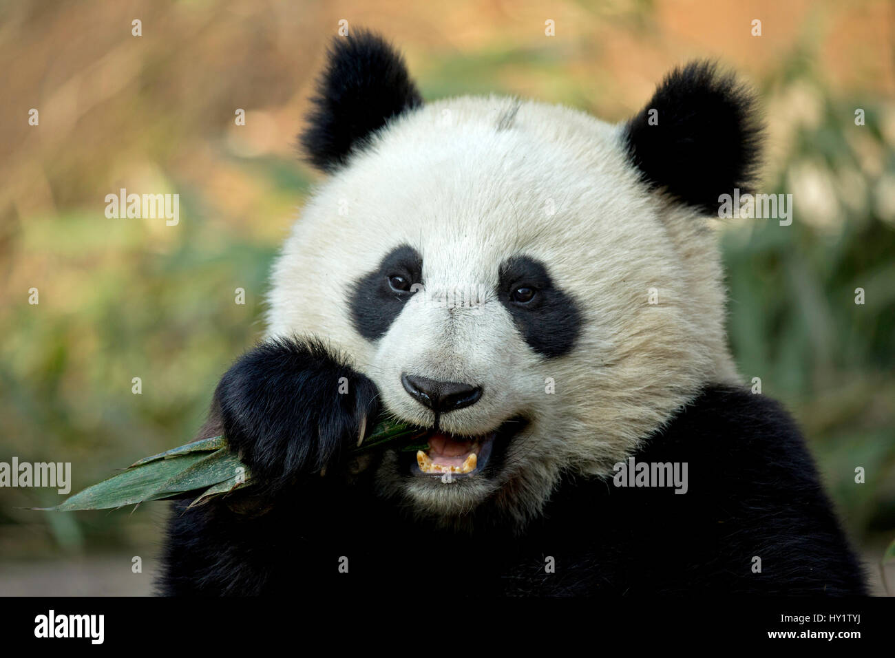 Panda gigante (Ailuropoda melanoleuca) sub adulto alimentazione. Bifengxia, Cina. Captive. Foto Stock